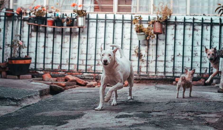 A white dog and a small dog play in a yard, illustrating a dog-friendly outdoor area.