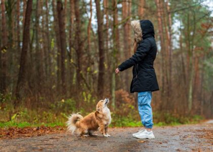 A person teaches a dog the 'leave it' command in a forest setting.