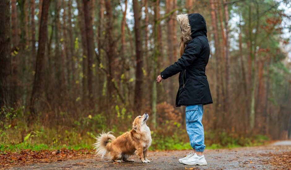 A person teaches a dog the 'leave it' command in a forest setting.