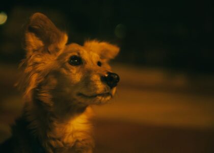 A dog looking alert in low light, illustrating nighttime restlessness in dogs.