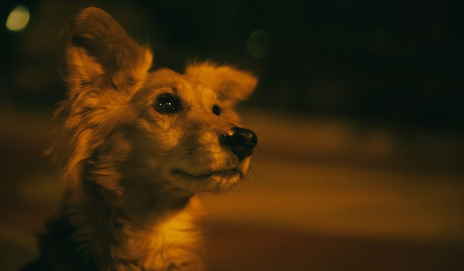 A dog looking alert in low light, illustrating nighttime restlessness in dogs.