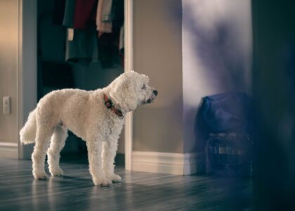 A white dog stands still, possibly pacing, in a home setting, illustrating pacing behavior in dogs.