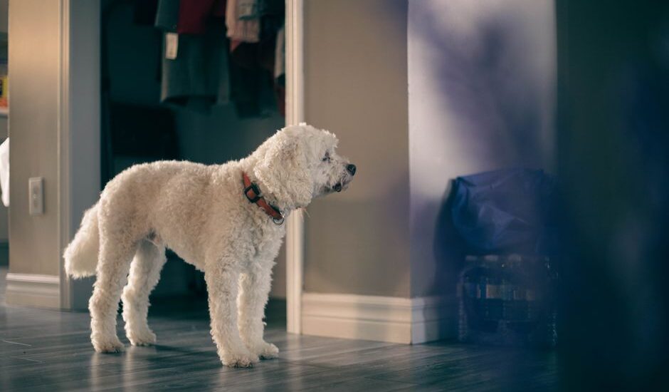 A white dog stands still, possibly pacing, in a home setting, illustrating pacing behavior in dogs.
