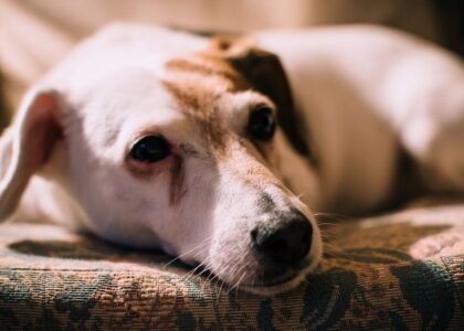 A relaxed dog lying on a couch, relevant to tick removal tools for dogs.