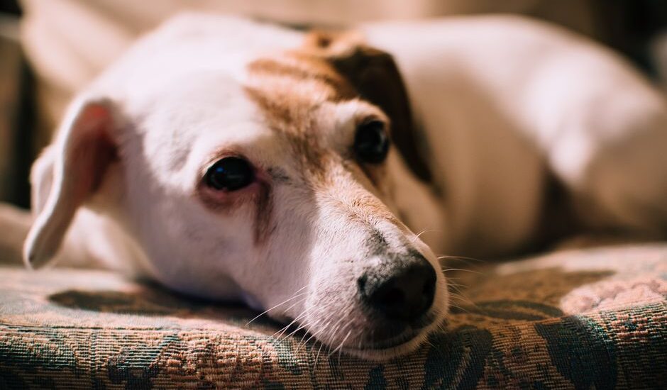 A relaxed dog lying on a couch, relevant to tick removal tools for dogs.