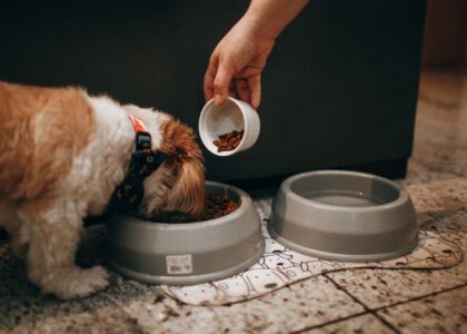 A person adds new dog food to a bowl while a dog eats, illustrating food transition.