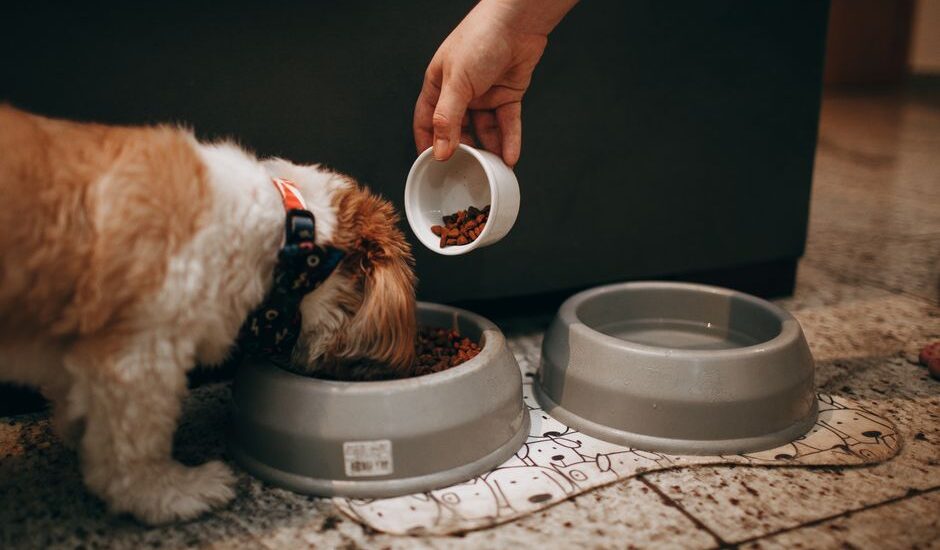 A person adds new dog food to a bowl while a dog eats, illustrating food transition.