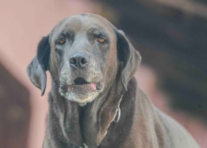 An older dog with a gray muzzle, showing signs of potential dementia.