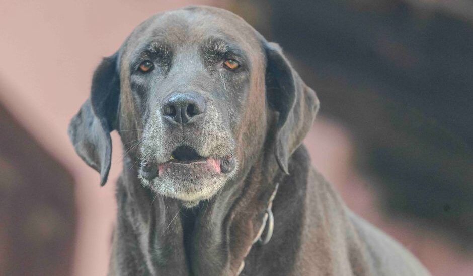 An older dog with a gray muzzle, showing signs of potential dementia.