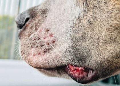 Close-up of a dog's mouth showing whiskers and skin irritation related to whisker fatigue.