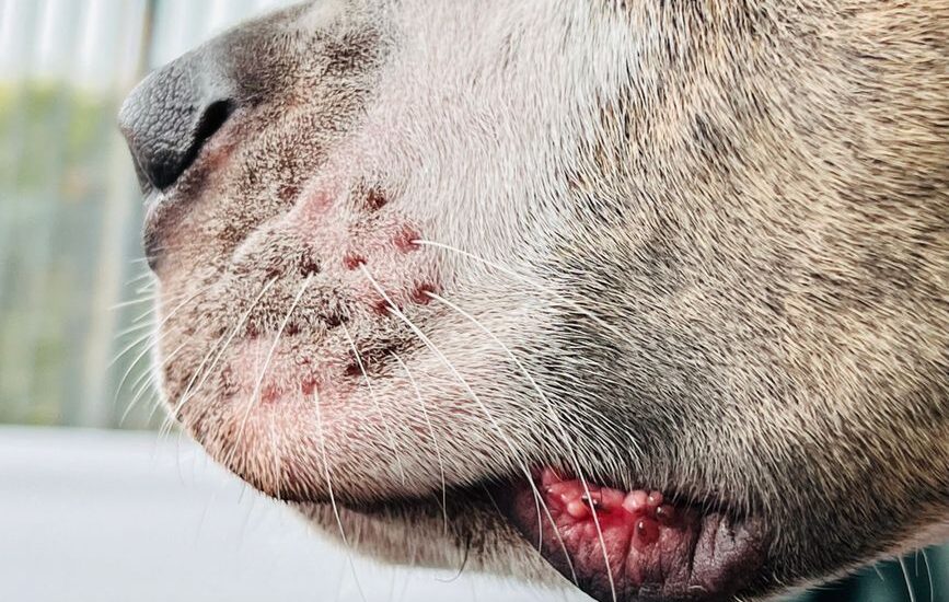 Close-up of a dog's mouth showing whiskers and skin irritation related to whisker fatigue.