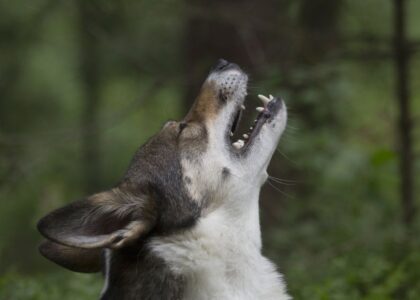 A dog howling with its mouth open, illustrating why dogs howl at sirens.
