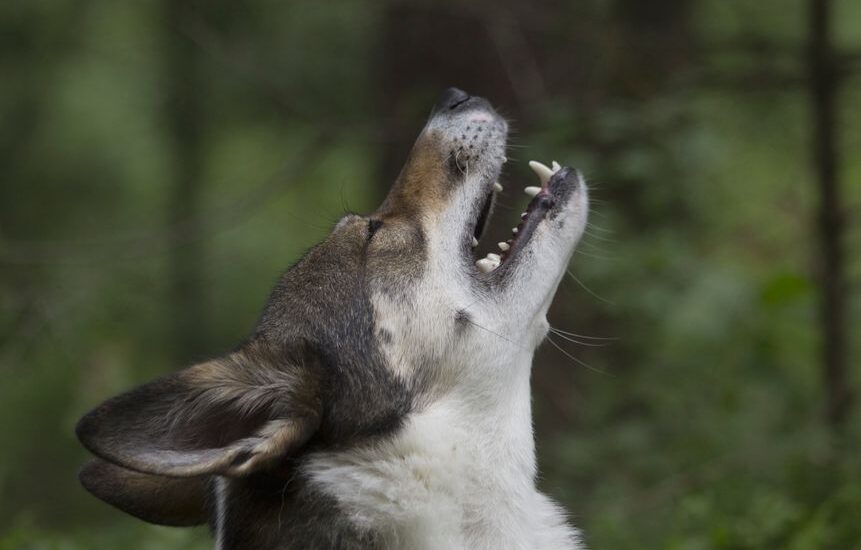 A dog howling with its mouth open, illustrating why dogs howl at sirens.